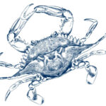Choptank crab illustration