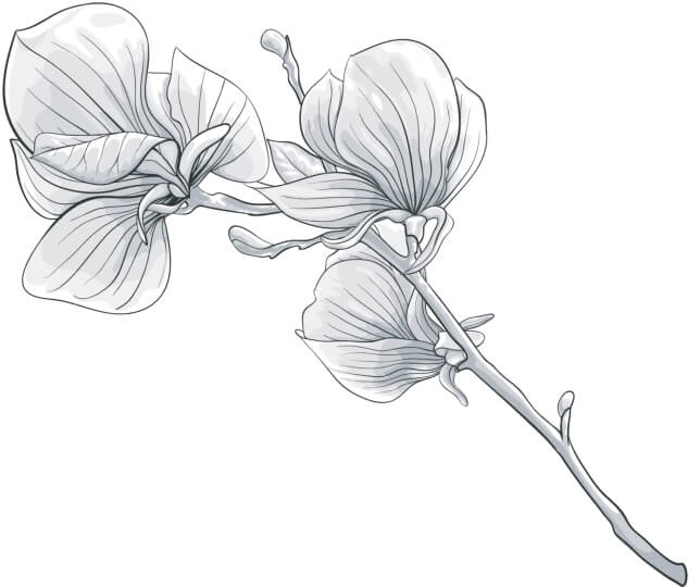 a drawing of a flower on a white background.