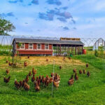 a chicken coop with chickens laying in the grass.